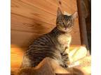 Adopt Paris a Gray, Blue or Silver Tabby Domestic Shorthair (short coat) cat in