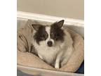 Adopt Tipper ???? a White - with Brown or Chocolate Papillon / Pomeranian /