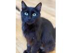 Adopt Chloe a All Black Domestic Shorthair (short coat) cat in Highlands Ranch