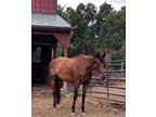 OTTB Mare for lease