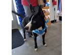 Adopt Rosalie a Black - with White Border Collie / Boxer dog in Gilbertsville