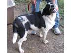 Adopt Chewy a Black - with White Border Collie / Mixed dog in Guntersville
