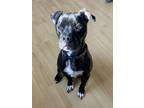 Adopt Wesson in CT a Black - with White Boxer / Mixed dog in East Hartford