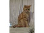 Adopt Feisty a Orange or Red Tabby Domestic Shorthair cat in Albertville