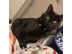 Adopt Suki a All Black Domestic Shorthair / Mixed cat in Huntsville