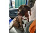 Adopt Nora a Brown/Chocolate - with White German Shorthaired Pointer / Beagle