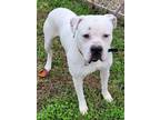 Adopt Kahlu a White - with Black Mastiff / Mixed dog in Carlinville
