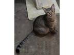 Adopt Tic Tac a Brown Tabby Domestic Shorthair / Mixed (short coat) cat in