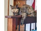 Adopt Reba - NC a Tortoiseshell Manx / Mixed (short coat) cat in Liberty