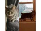 Adopt Dolly - NC a Gray, Blue or Silver Tabby Manx / Mixed (short coat) cat in