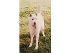 Adopt Cyrus ('Frosty') a White Husky / Mixed dog in Winston-Salem, NC (33251046)