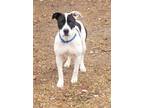 Adopt Dolly a Black American Staffordshire Terrier / Pointer / Mixed dog in