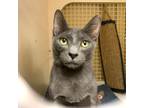 Adopt Oolong (Napa Petco) a Gray or Blue Russian Blue / Mixed (short coat) cat