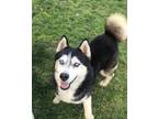 Adopt hunk a Black Husky / Mixed dog in Selma, CA (33249303)