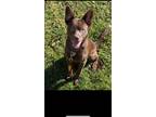 Adopt Sammy a Brown/Chocolate Australian Cattle Dog / Boykin Spaniel / Mixed dog