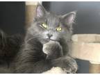 Adopt Nova a Gray or Blue Russian Blue / Mixed (long coat) cat in Dunlap