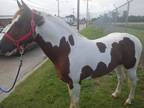 Amazing Quarter horse stallion