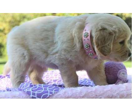 Golden Retriever puppies ready is a Male Golden Retriever For Sale in Dockweiler CA
