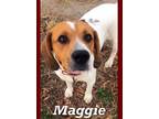 Adopt Maggie a Beagle