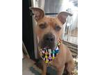 Adopt Hardy a American Staffordshire Terrier, Catahoula Leopard Dog