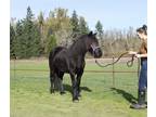 Dales Pony Mare Very Gentle and Friendly