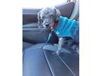 Adopt Boo Boop a Yorkshire Terrier, Poodle
