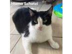 Adopt Mama Schatzi a All Black Domestic Shorthair / Domestic Shorthair / Mixed