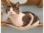 Adopt Kit-Kat a Brown or Chocolate Domestic Shorthair / Domestic Shorthair /