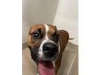 Adopt WHISKEY a Brown/Chocolate - with White Boxer / Mixed dog in Newton