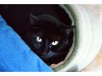 Adopt Hallow a All Black Domestic Shorthair (short coat) cat in Lincoln