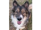 Adopt Dr. Pepper a Tricolor (Tan/Brown & Black & White) Collie / Mixed dog in