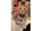 Adopt Rachel a Gray, Blue or Silver Tabby Domestic Shorthair (short coat) cat in