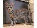 Adopt Ross a Gray, Blue or Silver Tabby Domestic Shorthair (short coat) cat in