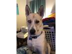 Adopt Axle a White - with Gray or Silver Husky / Shepherd (Unknown Type) / Mixed