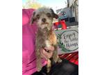 Adopt Ginger a Tan/Yellow/Fawn Shih Tzu / Poodle (Miniature) / Mixed dog in