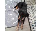 Adopt Iris a Black Bloodhound / Australian Cattle Dog / Mixed dog in Pineville