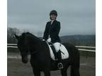 10 year old 163 standardbred gelding for sale WTC needs confident rider