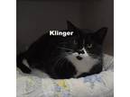Adopt Klinger 211283 a Domestic Short Hair