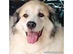 Adopt Bandit in WA - Wants Your Love & Attention! a Great Pyrenees
