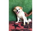 Adopt Loco a Jack Russell Terrier, Pomeranian