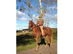 Registered Tennessee Walking Horse