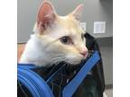 Adopt Mithra a Cream or Ivory (Mostly) Siamese (short coat) cat in Haslett