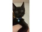 Adopt Ace a All Black Domestic Mediumhair / Mixed (medium coat) cat in