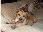 Adopt Lottie a Tan/Yellow/Fawn Beagle / Corgi / Mixed dog in Lake Forest