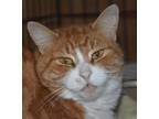 Adopt Azzie a Orange or Red Tabby Domestic Shorthair (short coat) cat in