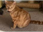 Adopt Nelson a Orange or Red Domestic Shorthair / Mixed (short coat) cat in