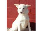 Adopt Butternut a Tan/Yellow/Fawn Collie / Mixed dog in Malvern, PA (33266881)