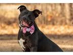 Adopt Missy a Black Mixed Breed (Medium) / Mixed dog in Barco, NC (33264137)