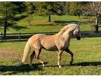 Stunning Palomino Welsh Section B Stallion Available For 2022