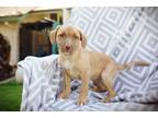 Adopt Caramel a Tan/Yellow/Fawn Boxer / Staffordshire Bull Terrier / Mixed dog